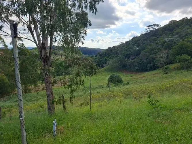 Plantação de mandioca 