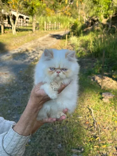 Vendo Filhote Gato Persa 