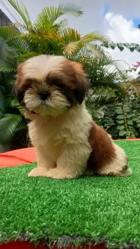 Shih tzu