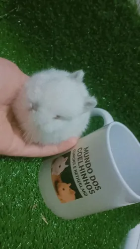 Netherlands anão 