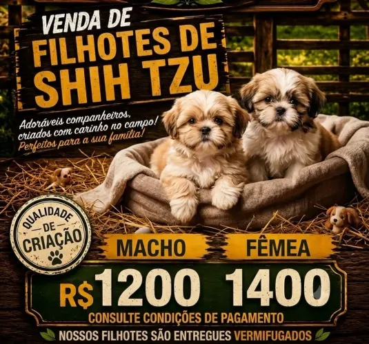 Filhotes de Shitzu