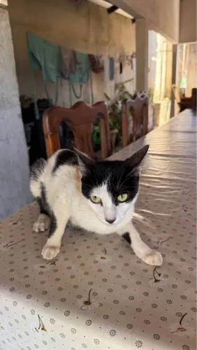 Gata fêmea adoção 