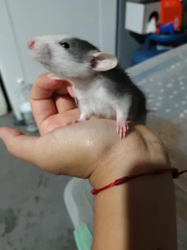 Ratos Twister disponíveis 