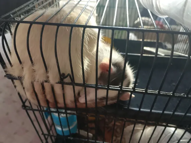 Rata Twister