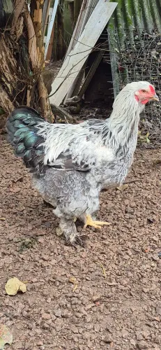 Frangos Brahmas 