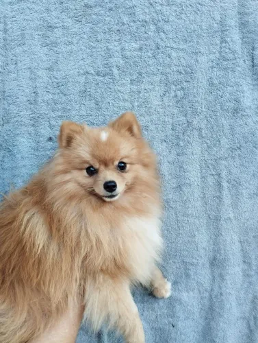 Filhotes de Spitz Alemão, sexo macho.