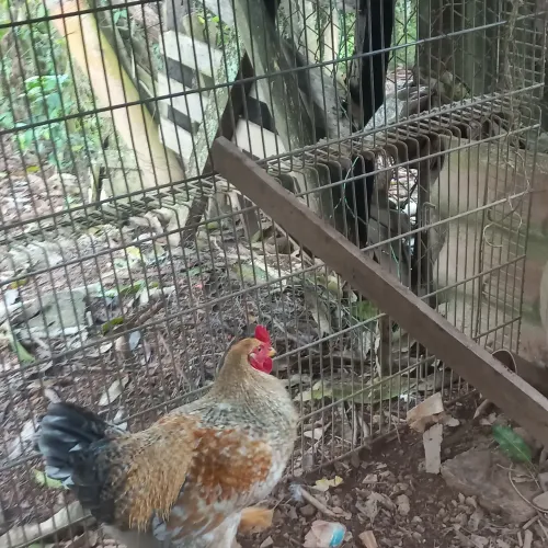 Frango caipira