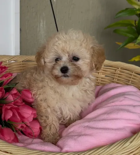 Macho poodle abricot 