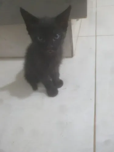 Adota-se gatinho preto