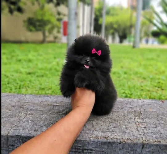 Ursinha Black Anãzinha Lulu da Pomerânia