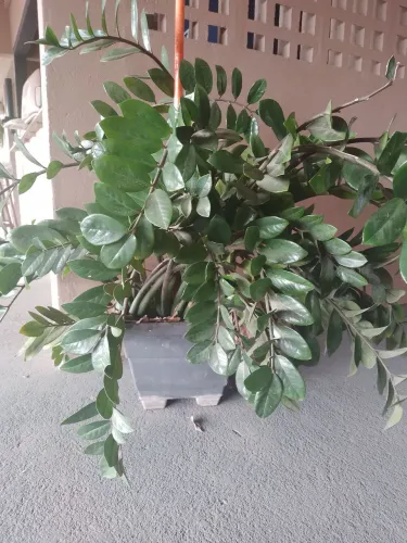 Planta zamiocuca