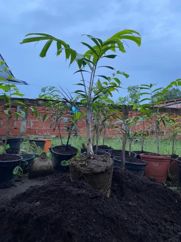 Palmeira rabo de raposa 