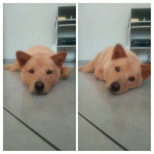 Aurora: Aurora - Fêmea Mestiça Labrador e Chow Chow