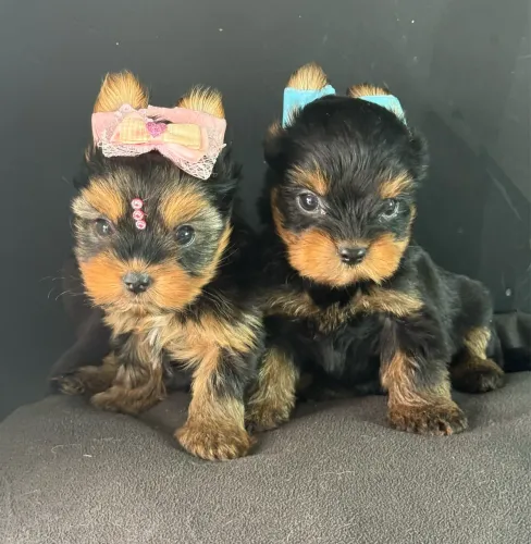 Yorkshire mini Filhotinhos meninos e meninas