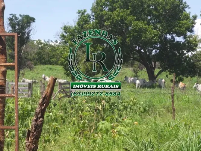 Fazenda 33 Alqueires Beira Asfalto e Beira  Rio Próximo a Palmas 