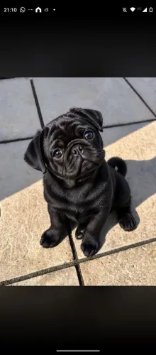 Pug