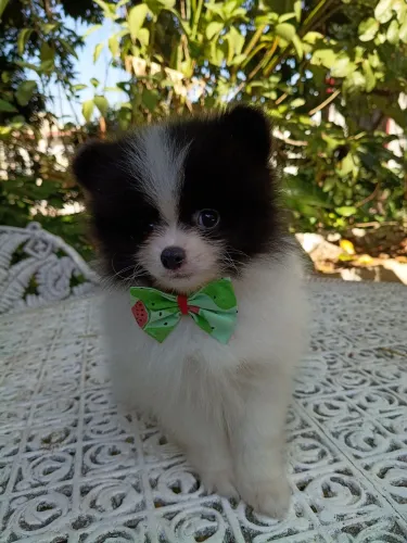 SPITZ ALEMÃO ANÃO MACHO