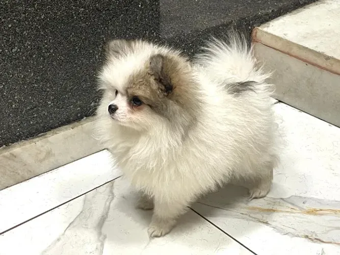 Filhotes Spitz Alemao Ursinho Linhagem Nobre Com Pedigree