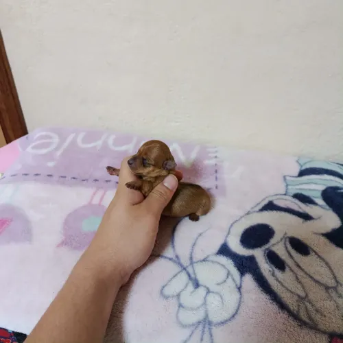 Pinscher