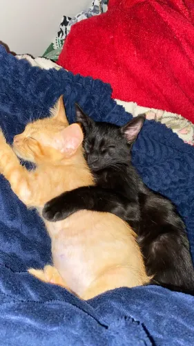 Doação de gatinho filhote + caixa transportadora