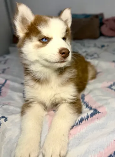 Filhote de Husky siberiano