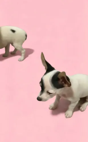 Pinscher lindos demais