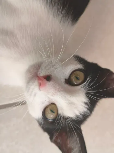 Gatinho filhote com castração garantida