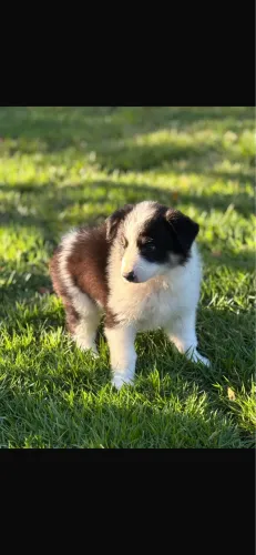 Cachorro 