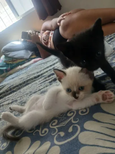 Gatinhos para doação