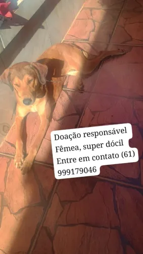 Doação cachorra fêmea 