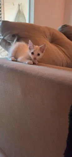 GATOS DISPONÍVEIS PARA ADOÇÃO RESPONSAVEL
