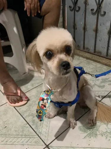 Adota-se cachorro 