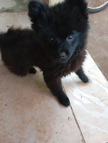 Oportunidade única Spitz alemão preto