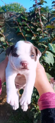 Pit Bull filhote