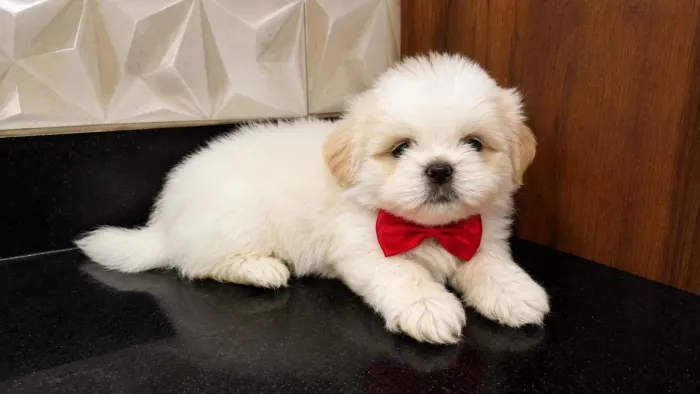 Shih tzu macho