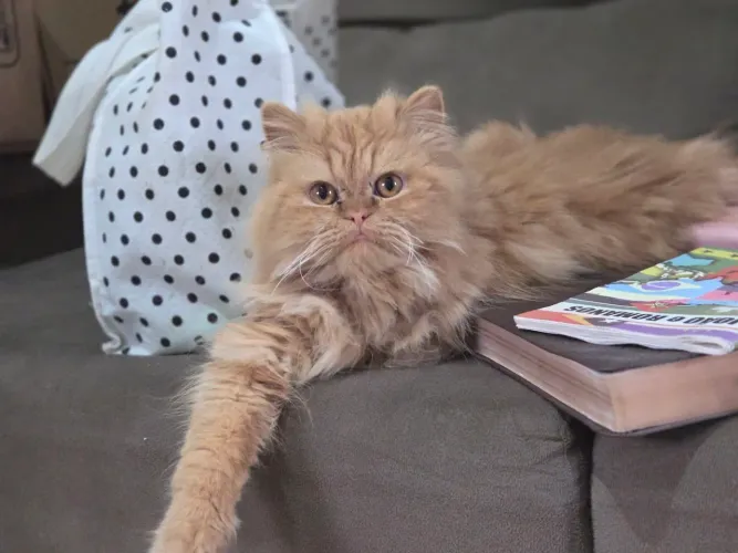 Gato Persa Red 11 meses