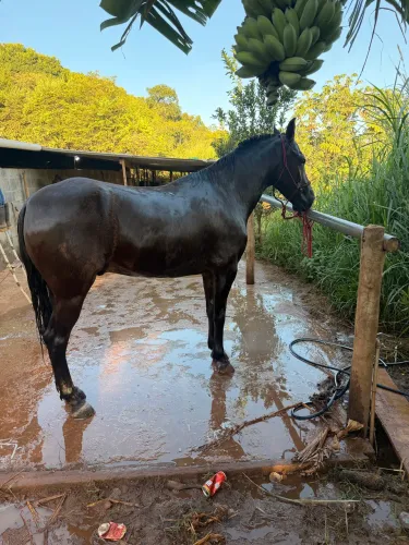 Vendo cavalo MM 