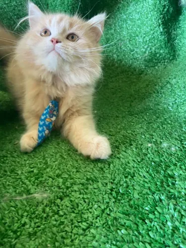 Filhote gato persa
