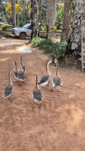 Ganso Africano ou ganso sinaleiro