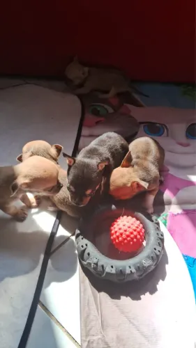 Chihuahua Macho Micro 