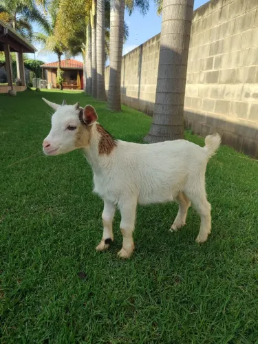 Filhotes de Mini Cabra (machos)