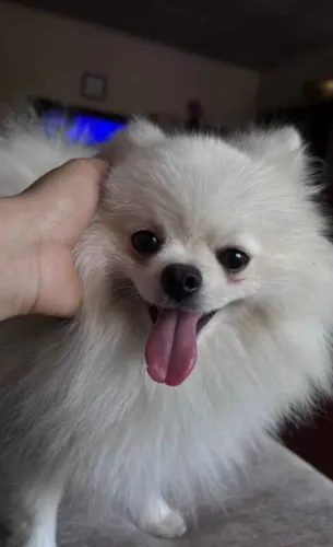 Lulu da Pomerânia
