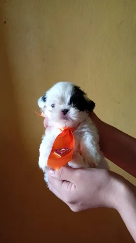 SHIH TZU MACHO