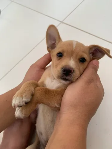 Filhotes de pinscher com poodle 