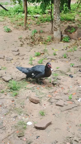 Eu estou vendendo esses 02 patos macho bairro residencial pirâmide tef. *02