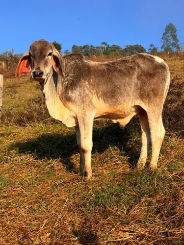 Bezerro tabapuã filho de pais PO