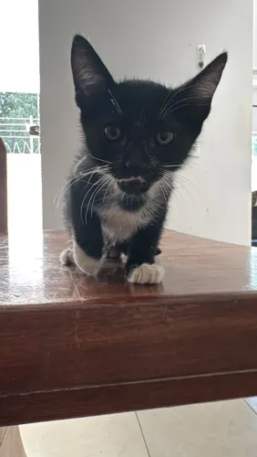 Gatinha fêmea ?