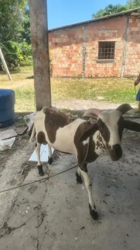 Negocio um bode 
