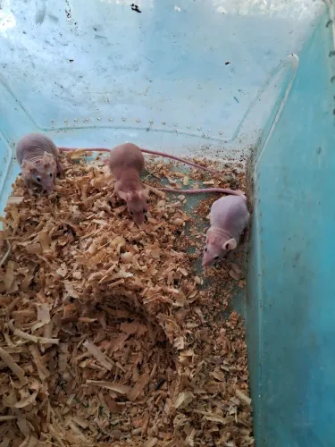 A3M- Camundongo Hairless (leia a descrição do anúncio)