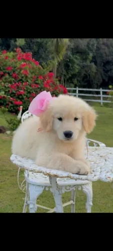 Golden retrivier